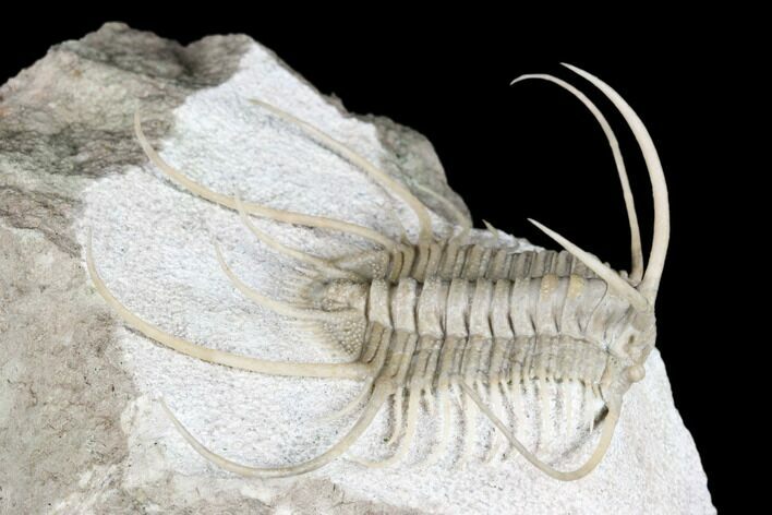 Spiny Boedaspis Trilobite - Museum Quality Specimen #180209